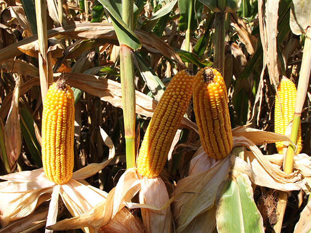 USDA on Tuesday pegged the average U.S. corn yield at 169.9 bushels per acre, up 0.4 bpa from the August report. (DTN file photo by Pamela Smith)