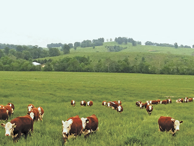 One of the country's best Hereford herds gives students a learning experience unlike any other. (DTN/Progressive Farmer photo Courtesy of Missouri State University)