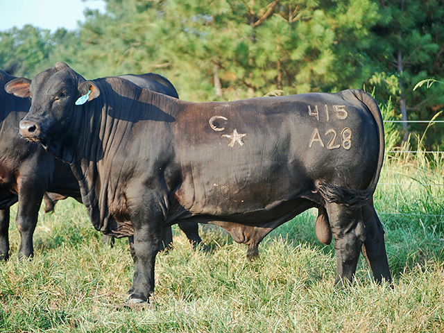 These young Calyx Brangus bulls are 1,400 pounds of good management on hooves. (DTN/Progressive Farmer photo by Becky Mills)
