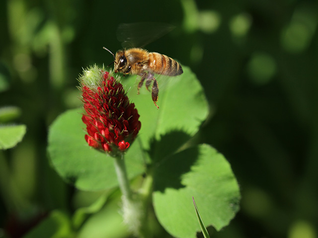 Bees are especially active foragers in the spring when the queen is building back the brood. Farmers can help protect them with proper planting measures. (DTN photo by Pamela Smith)