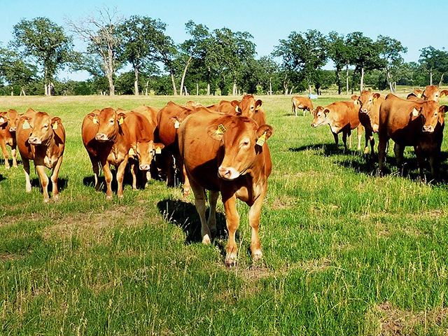 Japanese cattle breed is poised to raise the quality bar for the U.S. beef industry. (DTN/Progressive Farmer photo by Clay Coppedge)