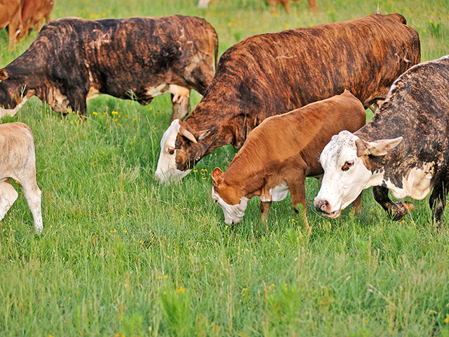 Warm-season grasses extend the grazing season and provide a hedge against drought. (DTN/Progressive Farmer photo by Jim Patrico)