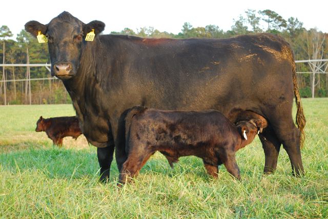 Have today's brood cows gotten too big? (DTN/Progressive Farmer photo by Boyd Kidwell)