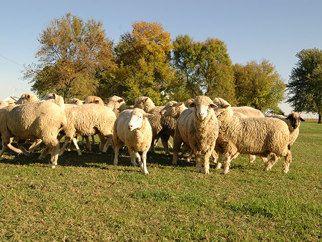 Using an old idea, some producers are grazing both cattle and small ruminants (sheep or goats) on the same pasture to increase output per acre. (DTN photo by Jim Patrico)