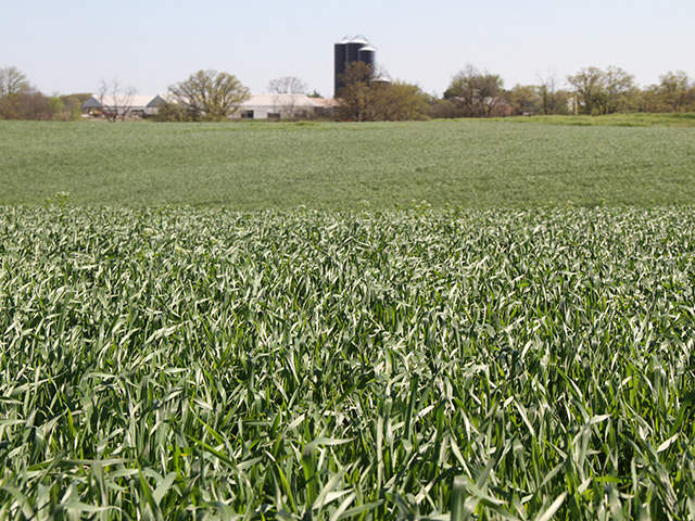 According to the Illinois Wheat Association, Illinois led the nation in the production of wheat more than 100 years ago. (DTN photo by Pam Smith)