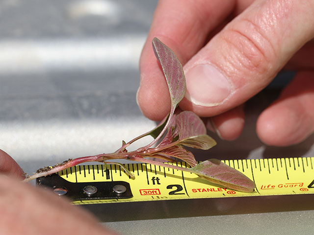 Be very worried if you see this weed in your field this spring. Palmer amaranth is expanding its range and the first line of defense is catching outbreaks early. (DTN photo by Pamela Smith)