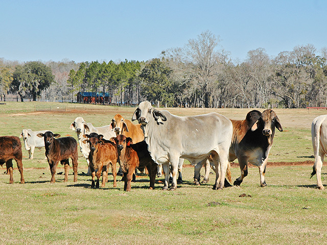 Effective fly-control programs rely on multiple, complementary approaches. (DTN/Progressive Farmer photo by Becky Mills)