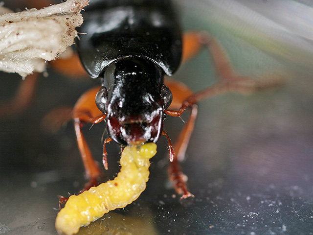 The predatory beetle Harpalus pensylvanicus, found in most crop fields east of the Rockies, eats a rootworm larvae. This omnivore also readily consumes weed seeds. (Progressive Farmer photo)