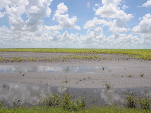 This picture of a flooded sorghum field in Texas is from 2015. Water problems continued again this spring in some areas of the state. (DTN file photo by Emily Unglesbee)