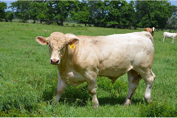 Most veterinarians and animal scientists agree a bull should be checked before every breeding season. (DTN/Progressive Farmer photo by Victoria Myers)