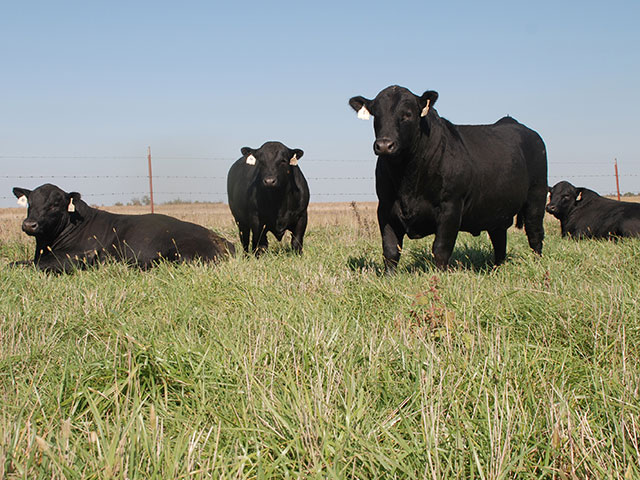 Price points are moving down for genetic testing as genetic data bases build, allowing use of a process called imputation to fill in gaps in DNA samples. (DTN/Progressive Farmer photo by Mark Parker)