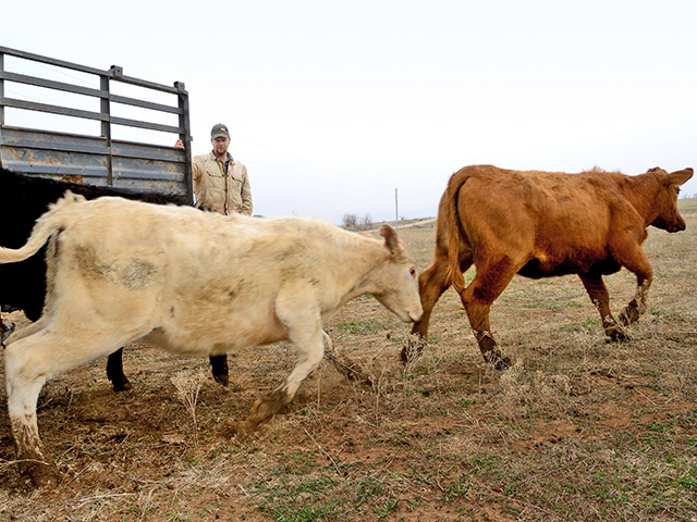 Before that truckload of stockers pulls up, have a system in place to keep them healthy. (DTN/Progressive Farmer photo by Jim Patrico) 