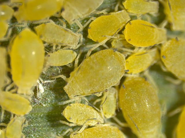 Sorghum growers in Texas now have two insecticides available to fight the sugarcane aphid, after the EPA approved a Section 18 emergency exemption request for sulfoxaflor. (Photo courtesy Gabriela Esparza-Diaz, Texas A&amp;M AgriLife Extension)