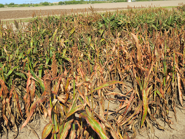 Growers facing damage from the sugarcane aphid, such as the field above, will no longer be able to use Transform WG after the EPA issued a ban on all future sales on Nov. 12. (Photo courtesy Raul Villanueva, Texas A&amp;M AgriLife Extension) 