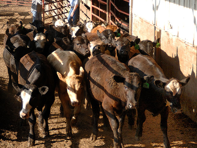 AgriClear is not an auction, but an online digital sales floor where buyers and sellers negotiate trades and terms. (DTN/Progressive Farmer photo by Jim Patrico)