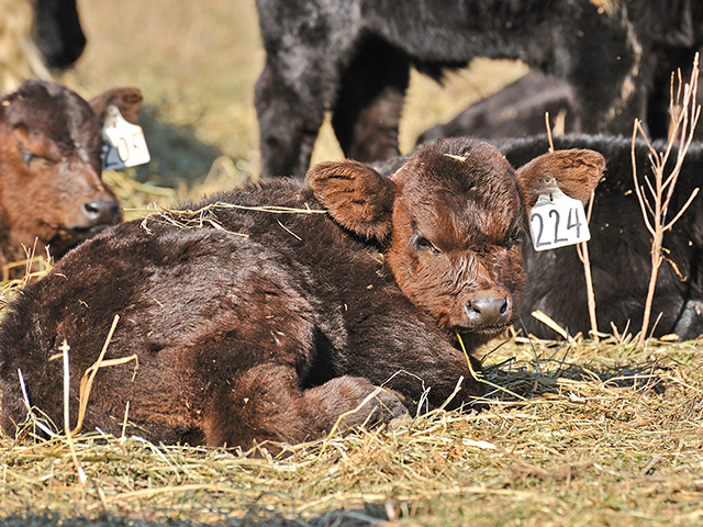 Mannheimia is the most common bacteria involved in pneumonias of cattle. Prevention starts with a good biosecurity program. (DTN/Progressive Farmer photo by Jim Patrico)