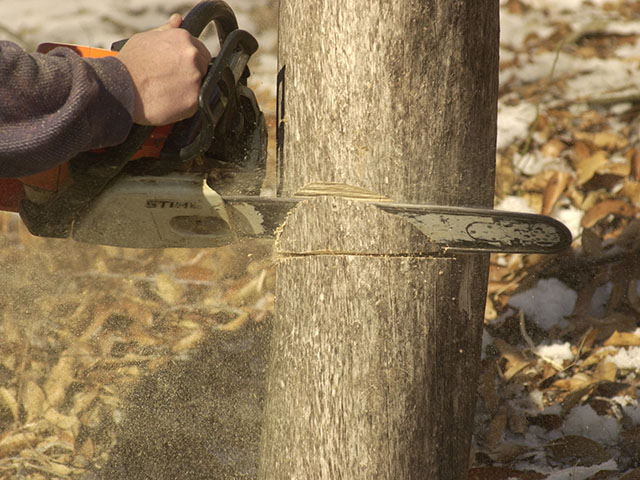 Operating a chainsaw is a noisy experience. So are running an open station tractor, grinding feed and dozens of other farming activities. Wear ear protection to prevent long-term hearing loss. (DTN/The Progressive Farmer photo by Jim Patrico)