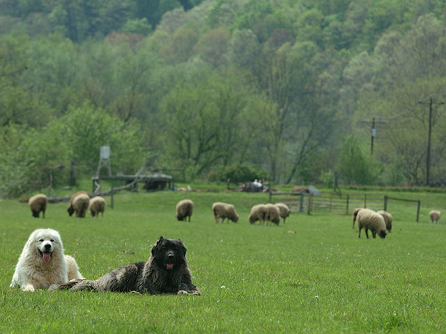 After a routine rabies vaccination, one reader&#039;s dog behaved more aggressively than it had in the past. Was this a reaction to the vaccine or something else? (DTN/Progressive Farmer photo by Anna Mazurek)