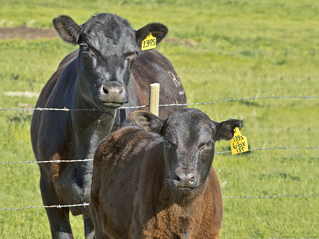 It&#039;s important to minimize stress as calves and cows go their separate ways. (Progressive Farmer photo by Sam Wirzba)