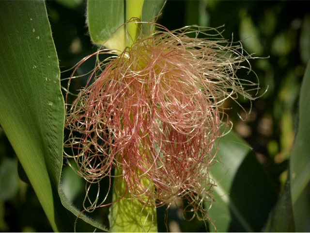 The miraculous propagation of life that occurs in quadrillions of corn kernels each summer can be looked at as individual fertilized silks, or as the massive overall quantity of human endeavor those kernels will one day support. (DTN photo by Elaine Kub)