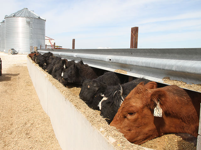 The U.S. beef herd is entering its fourth year of expansion in 2017. (DTN photo by Pamela Smith)