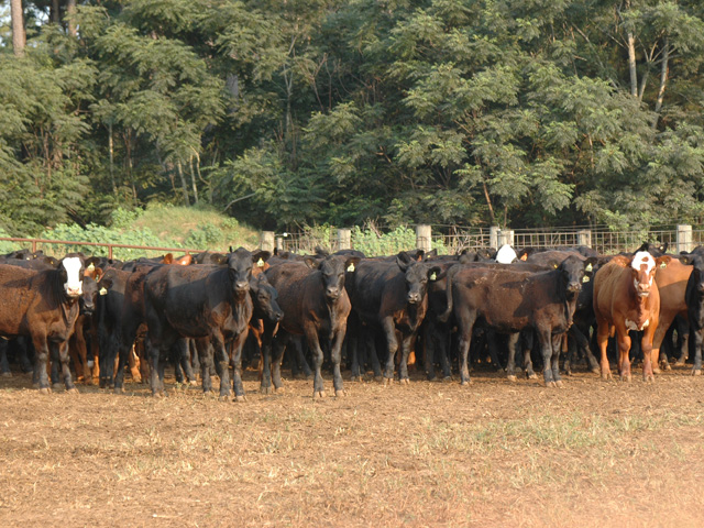 It can be tough to spot a sick stocker straight off the truck. But given a little time, and a keen eye, sick cattle can often be spotted and treated before problems get out of hand. (DTN/Progressive Farmer image by Becky Mills)
