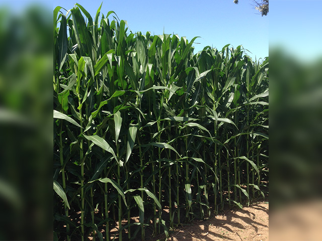 Corn ratings this week show a continuation of dealing with adverse weather earlier this season better than soybeans. (DTN photo by Bryce Anderson)