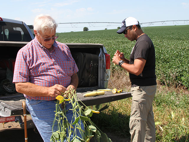 Scouts will be counting next week to see how 2015 yields stack up. Why not head to the field and do your own calculations. (DTN photo by Pamela Smith)