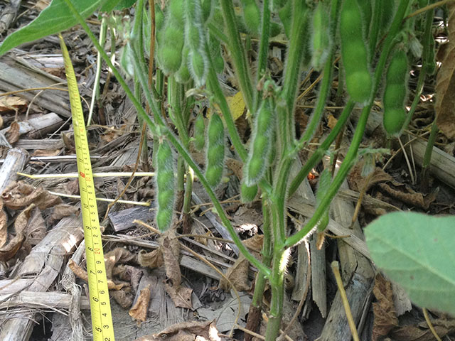 In addition to getting a feel for bushels, taking yield checks gives you a late-season look at how the crop is progressing. (DTN file photo)