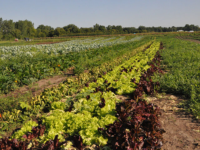 Rather than risk vegetables rotting in fields, House Ag Chairman Collin Peterson is asking USDA to buy those products for food banks. (DTN file photo by Todd Neeley)