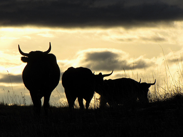 Corriente cattle have long been the standard for ropers. Who knew they could also make the cut for good beef? (DTN/Progressive Farmer photo courtesy of Liza Jane McAlister)