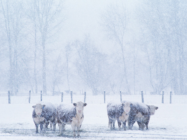 The single most useful tool to improve cattle comfort during extreme cold weather is bedding, according to South Dakota State Extension Beef Feedlot Management Associate Warren Rusche. (DTN/The Progressive Farmer file photo)