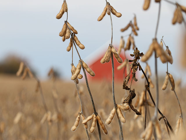 Many Louisiana farmers either have nowhere to take their soybeans or have not harvested them at all, according to Louisiana congressman who serves on the House Agriculture Committee. (DTN file photo by Pamela Smith)