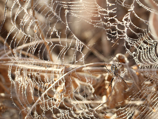 This spider set up housekeeping in a soybean field, gathering in the harvest dust and creating a reminder to slow down and admire our work. (DTN photo by Pamela Smith)