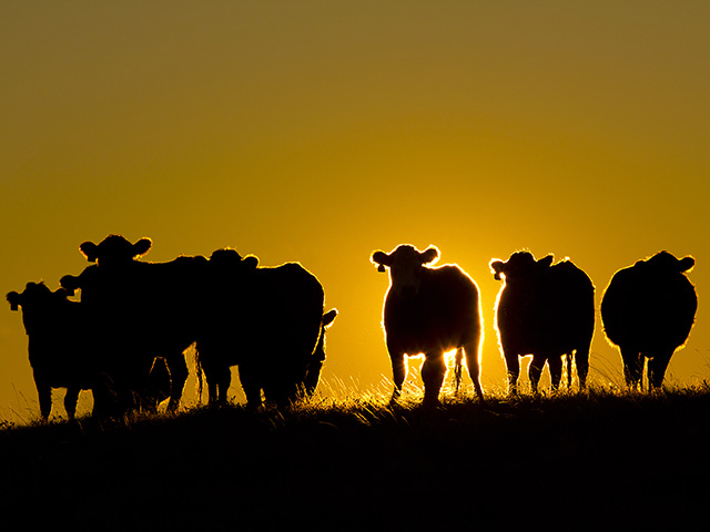 Keep these herd-health robbers top of mind to minimize losses throughout the year. (DTN/Progressive Farmer photo by Sam Wirzba)