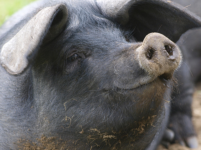 For a lot of consumers, meat production today is as much about how the animal lived as it is about the bacon. (Photo by Thinkstock/iStock)