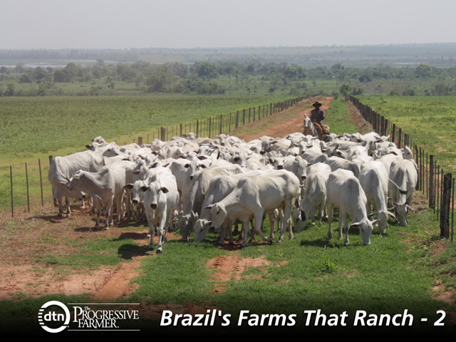 Cattle are moved to new pastures. Grain farmers are increasingly putting cattle on land after soybeans and corn, offering another revenue stream. (DTN photo by Alastair Stewart)