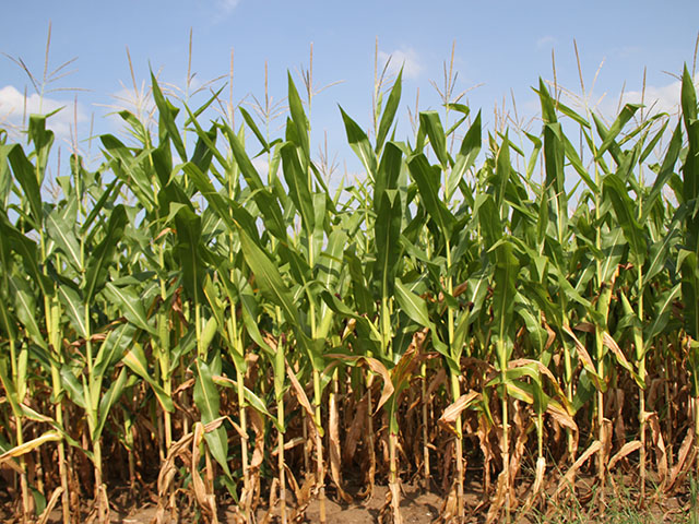 Wet feet led to corn hungry for nitrogen this past season. Itâ€™s a good time to review your nitrogen strategies as you plan for 2016. (DTN photo by Pam Smith)