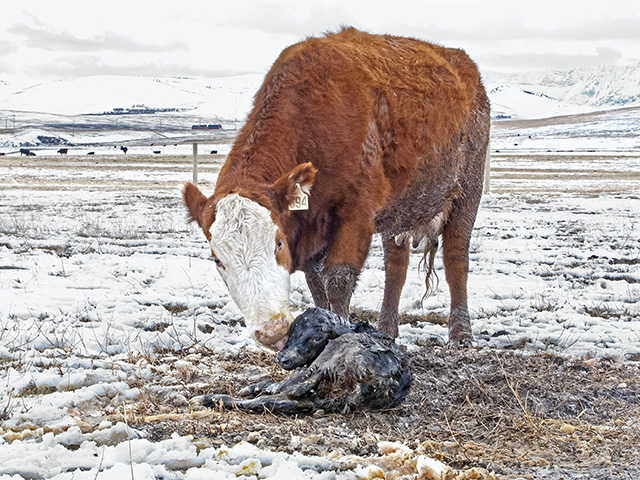 Dams lick newborn calves, which removes wet afterbirth, stimulates blood flow and warms the baby. Once the calf stands and begins to nurse, it is well on its way. (DTN/Progressive Farmer photo by Sam Wirzba)