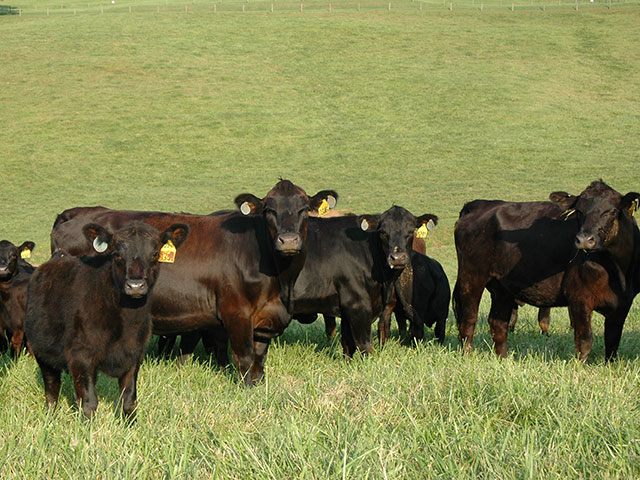 The blood disease anaplasmosis is at record levels in some areas this year. (DTN/Progressive Farmer photo by Becky Mills)