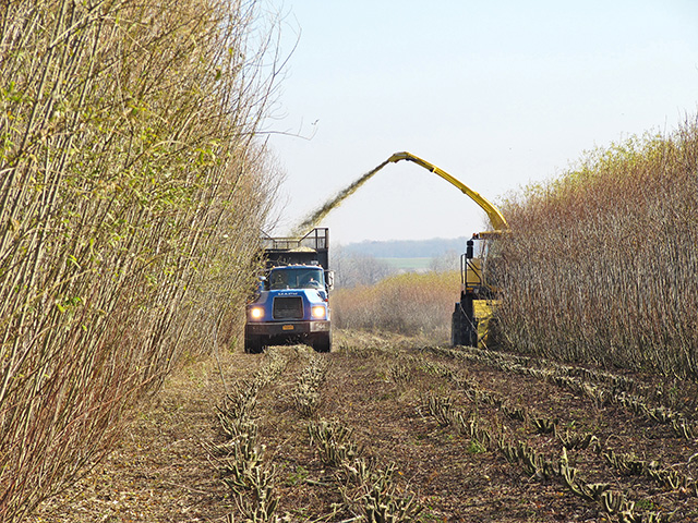 Four hundred species comprise the willow, or Salix, genus. These fast-growing species have a large root mass and excellent tolerance of poorly drained soils. These properties make willow fascinating to researchers studying its uses. (Progressive Farmer photo courtesy of The Willow Project at SUNY-ESF)