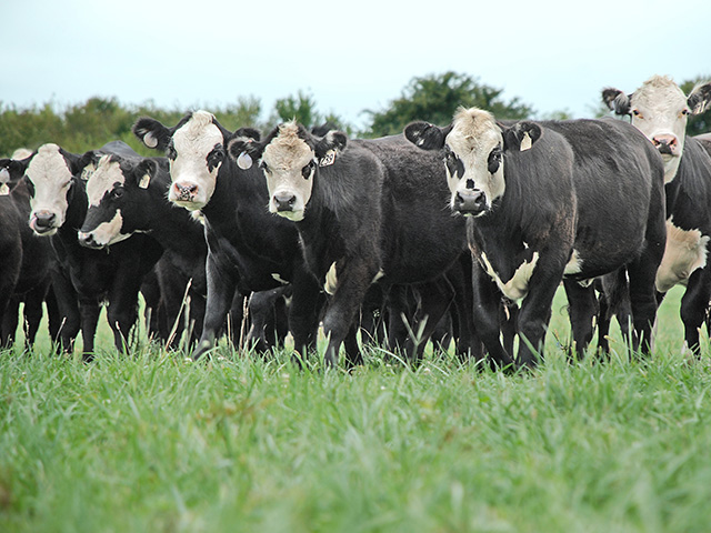 There&#039;s gold in this program that emphasizes good management and strong genetics. (DTN/Progressive Farmer photo by Mark Parker)