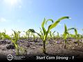 Emergence timing, soil moisture, weather, seed spacing and population all affect yield. Having a weed-free environment, as the seed goes into the ground, is the best way to preserve yield. (DTN/The Progressive Farmer photo by Jim Patrico)