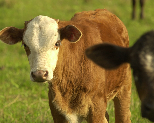 Calf With Pinkeye