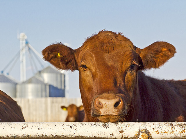 Low-stress handling and good vaccination protocols help beef producers boost profits. (DTN/Progressive Farmer photo by Sam Wirzba)