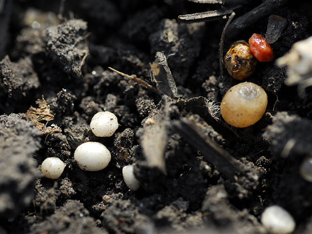 Understanding how fertilizer and water move through the soil answers a question about whether you should band or broadcast nutrients. (DTN file photo)