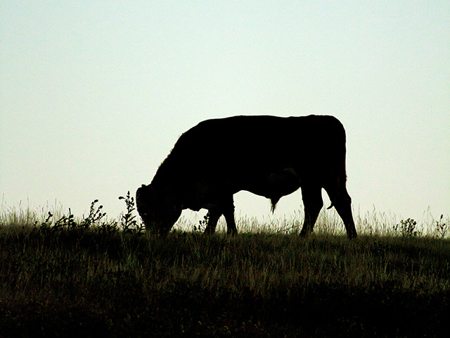 Breed associations use the latest technology to take the guesswork out of picking a bull. (DTN/Progressive Farmer photo by Sam Wirzba)