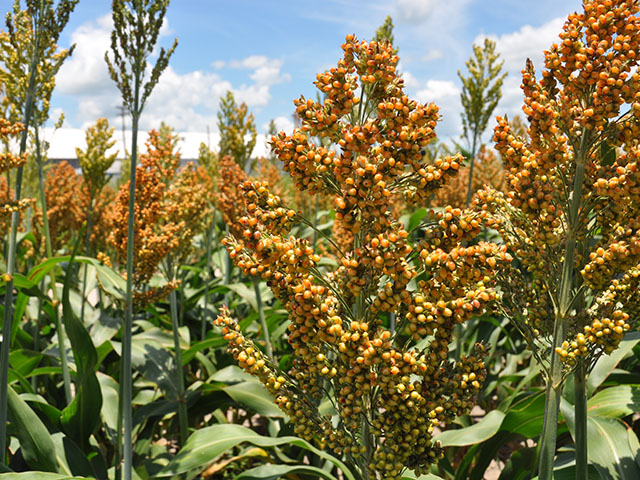 Herbicide-tolerant technology is within sorghum growers&#039; grasp now that the EPA has approved the active ingredient in DuPont&#039;s Zest herbicide, designed to be sprayed over top of Inzen grain sorghum. (DTN photo by Emily Unglesbee)