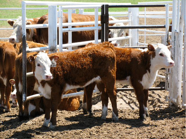 Foot rot in cattle can result from a long drought, followed by wet conditions. (DTN/Progressive Farmer photo by Victoria G. Myers)
