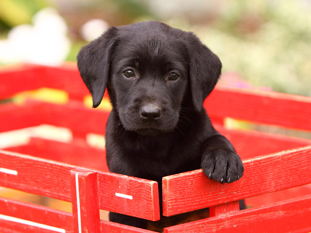 Some studies show benefits from delaying spay or neuter procedures in dogs. (Thinkstock image)
